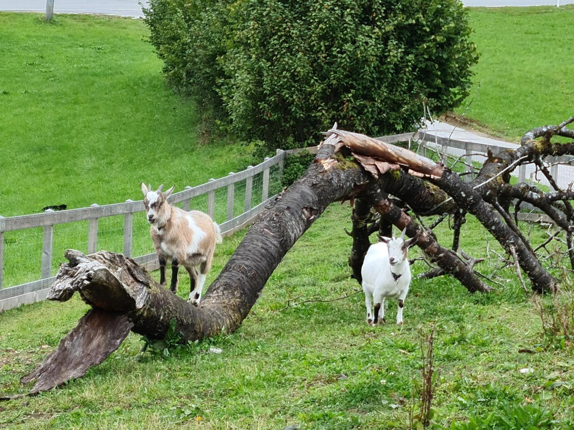 Gut Mitterlehen *