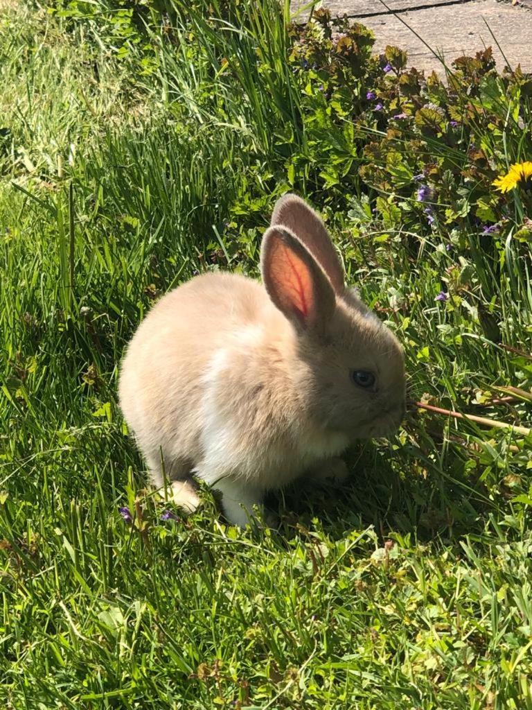 Appartamento Gut Mitterlehen Elsbethen